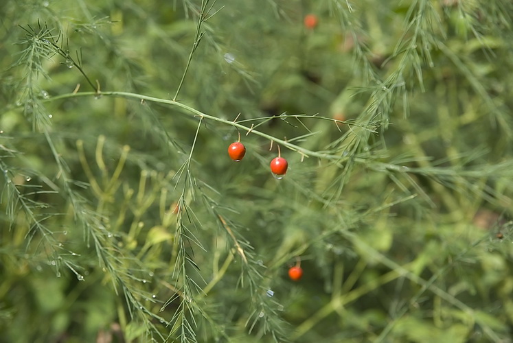 Image of genus Asparagus specimen.