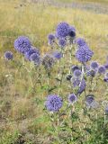 Echinops biebersteinii. Верхушки побегов с соцветиями. Саратовская обл., Саратовский р-н, в солонцеватой степи, поблизости от ручья. 7 августа 2011 г.