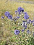 Echinops ruthenicus. Верхушки побегов с соцветиями. Саратовская обл., Саратовский р-н, в солонцеватой степи, поблизости от ручья. 7 августа 2011 г.