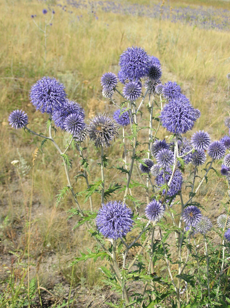 Изображение особи Echinops ruthenicus.