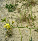 Sisymbrium septulatum. Верхушка соцветия с бутонами, цветками и плодами. Копетдаг, Чули. Май 2011 г.