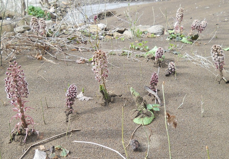 Image of Petasites hybridus specimen.