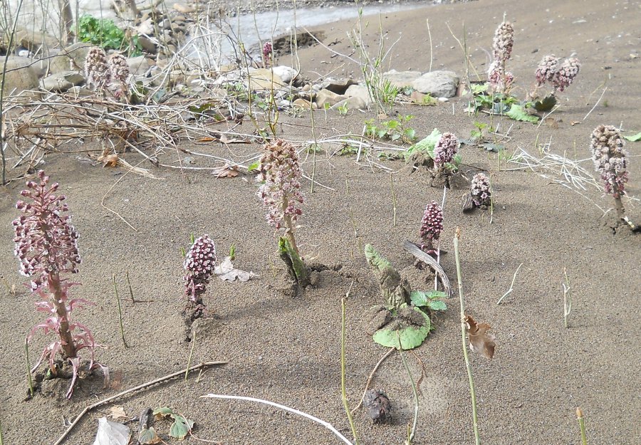 Изображение особи Petasites hybridus.