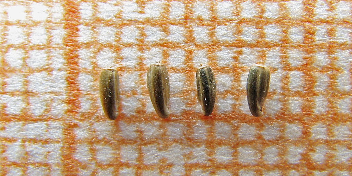 Image of Centaurea diffusa specimen.
