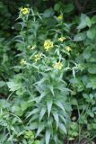 Erysimum aureum