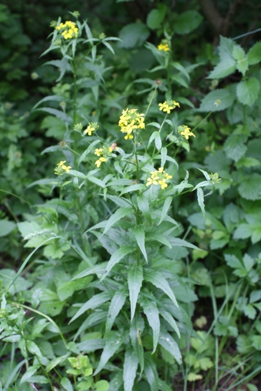 Image of Erysimum aureum specimen.