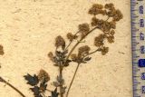 Thalictrum foetidum ssp. acutilobum