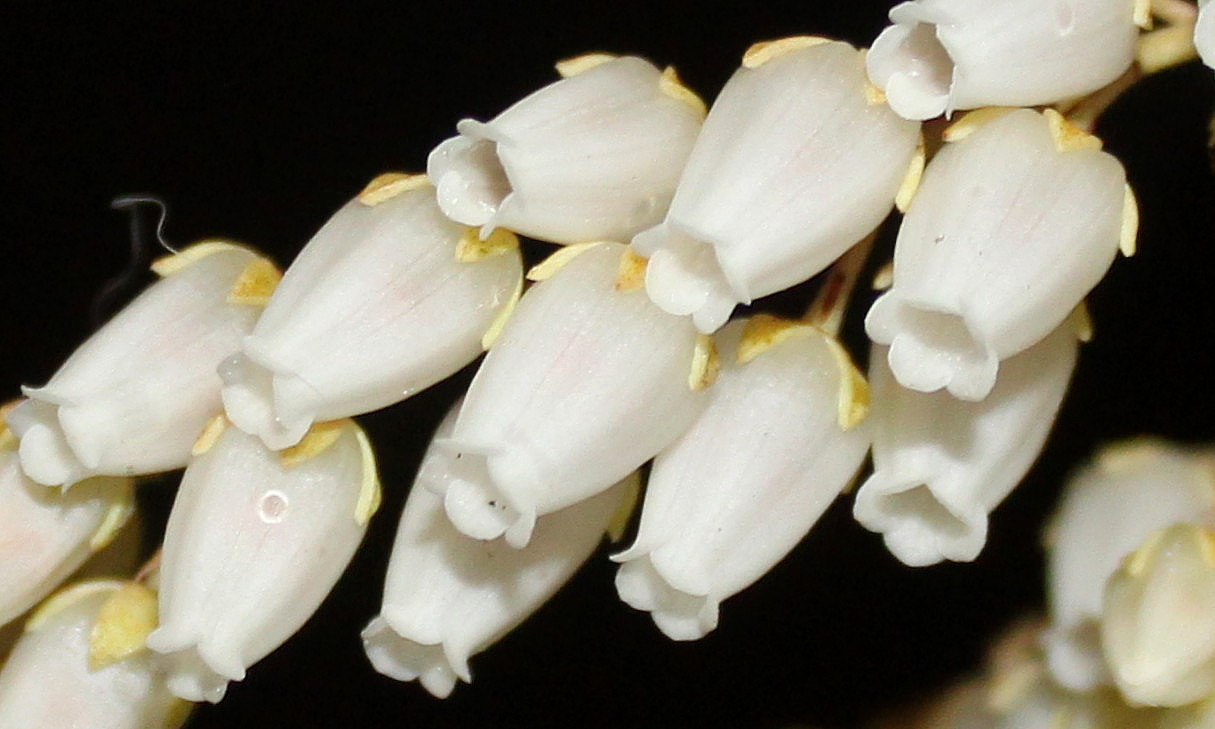 Image of Pieris japonica specimen.