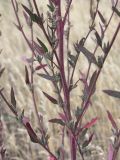 Chenopodium strictum. Часть веточки с пазушными соплодиями. Саратовская обл., Саратовский р-н, в каменистой степи. 20 августа 2011 г.