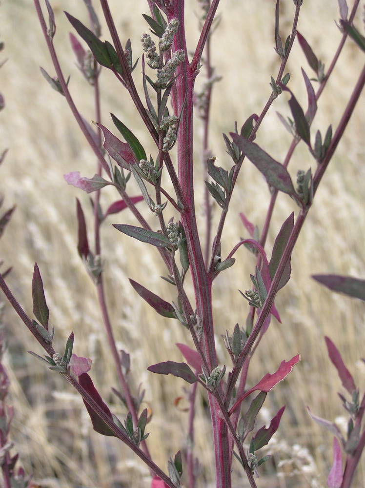 Изображение особи Chenopodium strictum.