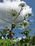 Heracleum sosnowskyi. Верхушки цветущих растений. Ленинградская обл., Волосовский р-н, окр. дер. Большая Вруда, залежь. 11.07.2009.