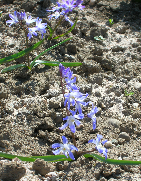 Image of Chionodoxa forbesii specimen.