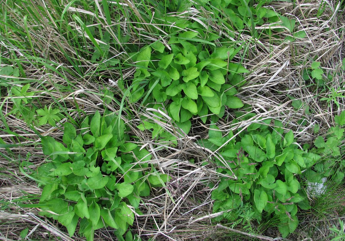 Image of genus Viola specimen.