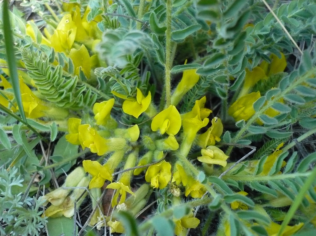 Изображение особи Astragalus buchtormensis.