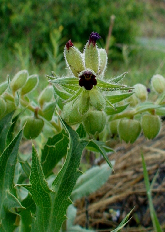 Image of Nonea armeniaca specimen.