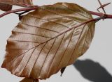 Fagus sylvatica variety purpurea. Лист (видна обратная сторона). Германия, г. Кемпен, в городском саду. 13.05.2012.