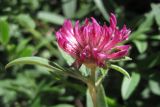 Trifolium alpestre. Соцветие. Крым, Долгоруковская яйла. 3 июня 2012 г.