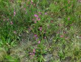 Dianthus deltoides