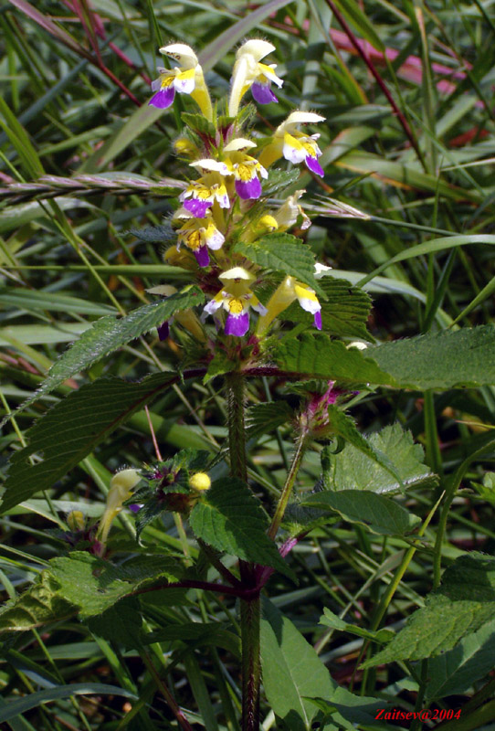 Image of Galeopsis speciosa specimen.