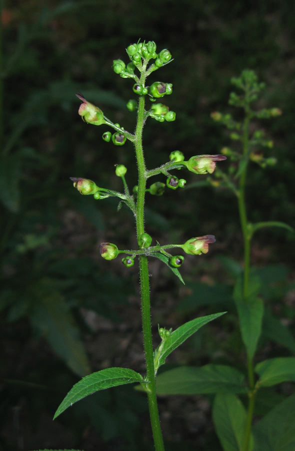 Изображение особи Scrophularia nodosa.