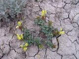 Scutellaria orientalis