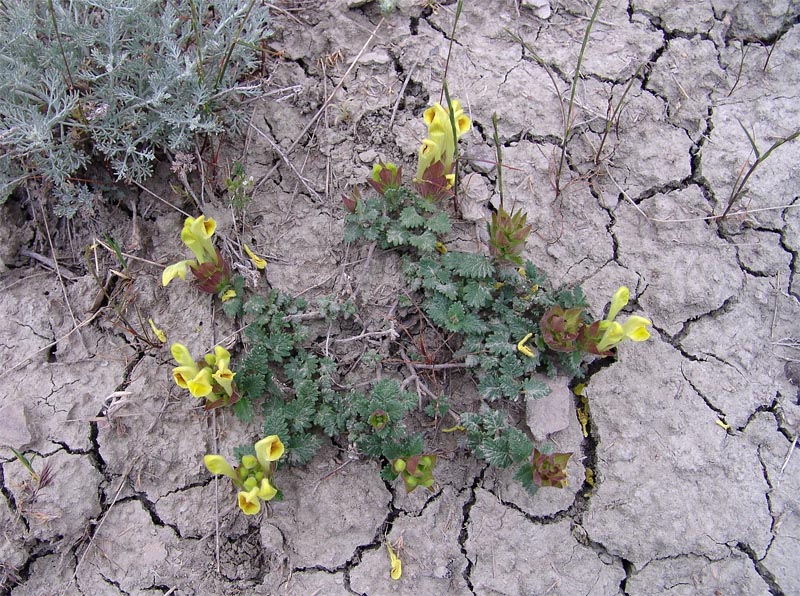 Image of Scutellaria orientalis specimen.