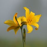 Hemerocallis lilio-asphodelus. Соцветие. Амурская обл., Хинганский заповедник, Антоновское лесничество, разнотравный луг. 18.06.2012.