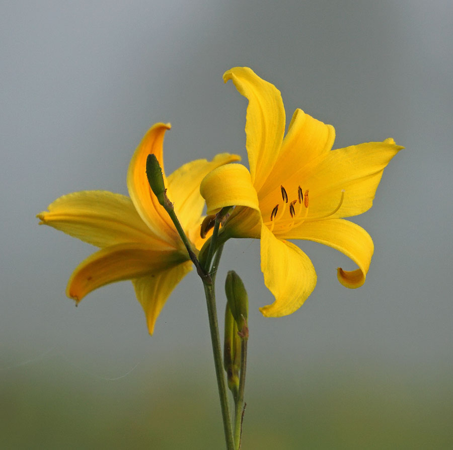 Image of Hemerocallis lilio-asphodelus specimen.