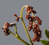 Gleditsia triacanthos