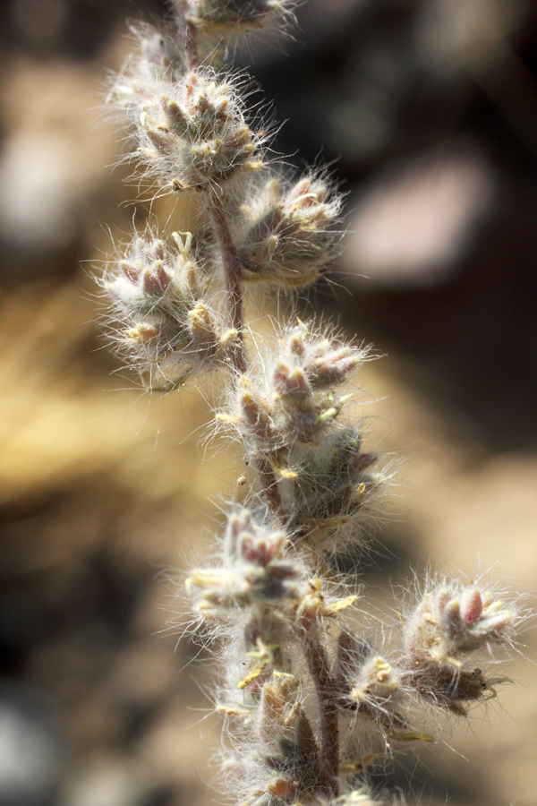 Image of Halocharis hispida specimen.