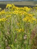 Senecio grandidentatus