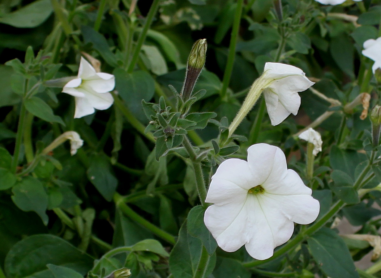 Image of Petunia &times; hybrida specimen.