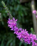 Lythrum salicaria. Верхняя часть соцветия. Германия, г. Дуйсбург, зоопарк. 11.08.2012.