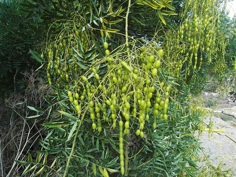 Image of Styphnolobium japonicum specimen.