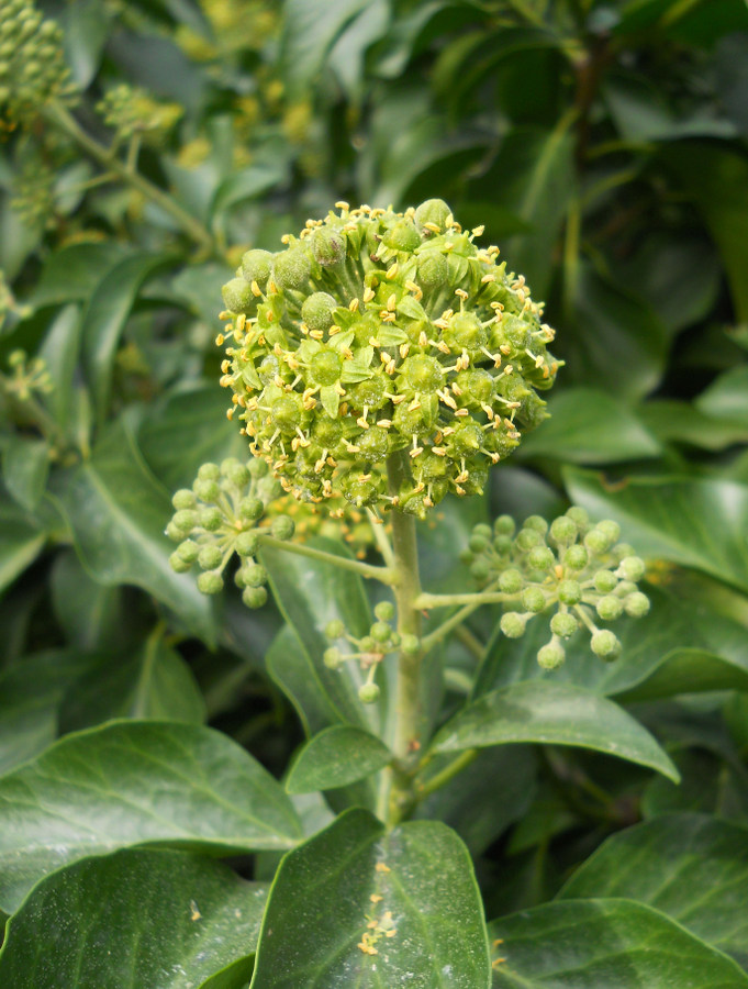 Image of Hedera helix specimen.