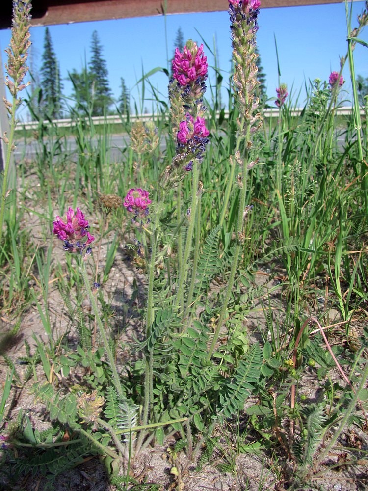 Изображение особи Oxytropis campanulata.