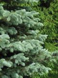 Picea pungens форма glauca. Верхушки ветвей. Московская область, г. Кубинка, парк. 01.06.2012.