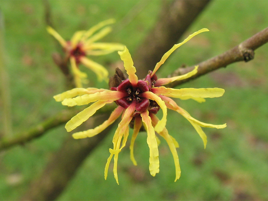 Изображение особи Hamamelis &times; intermedia.