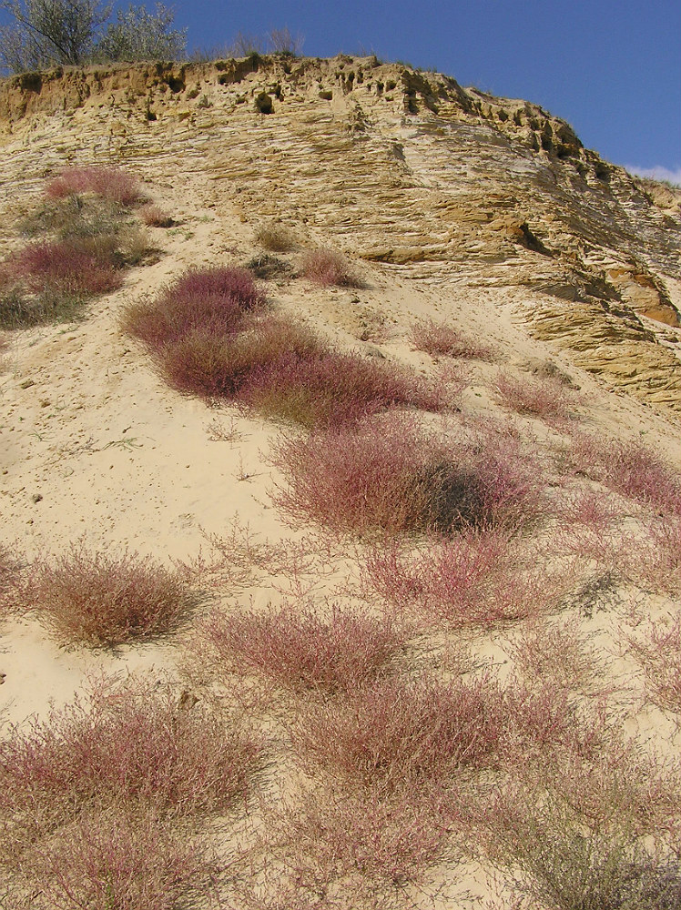 Image of Corispermum hyssopifolium specimen.