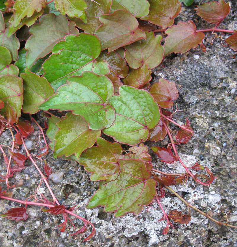 Изображение особи Parthenocissus tricuspidata.