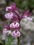Anacamptis × feinbruniae. Соцветие. Israel, Upper Galilee, Mount Meron. 21.03.2006.