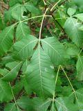Ptelea trifoliata
