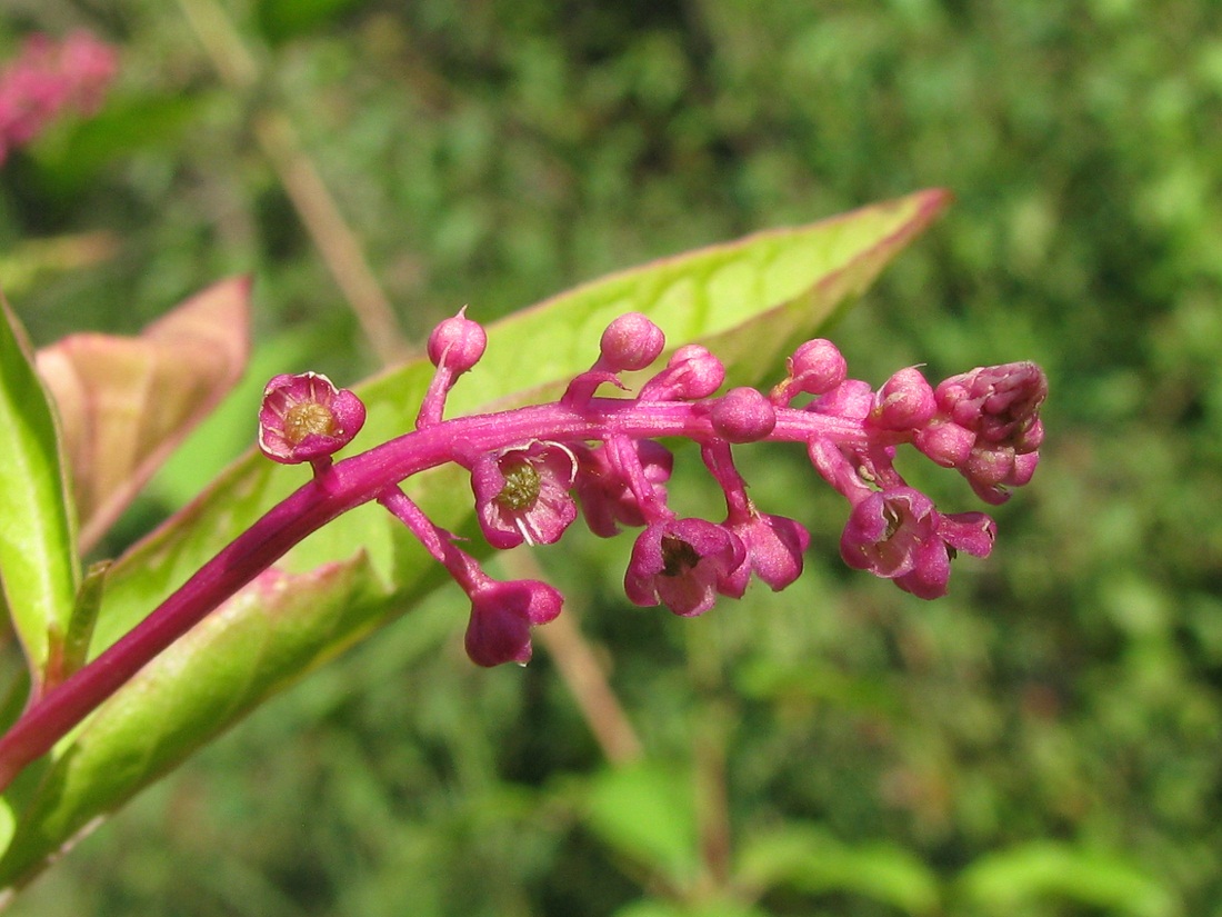 Изображение особи Phytolacca americana.