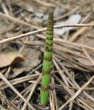 Equisetum pratense