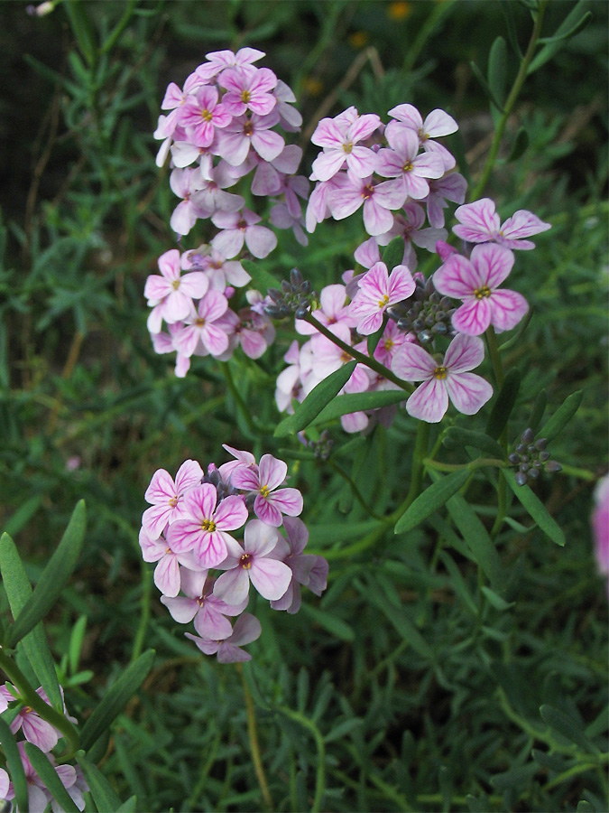 Image of Aethionema saxatile specimen.