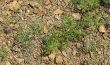 Caucalis platycarpos. Плодоносящее растение. Южный берег Крыма, возле Ялты. 06.06.2009.