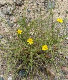 genus Chondrilla. Цветущее растение. Кыргызстан, северное побережье оз. Иссык-Куль, территория пансионата \"Ак-Жол\". 07.08.2011.