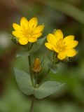 Blackstonia perfoliata. Верхушка цветущего растения. Испания, Кантабрия, Cabarceno Natural Park, железорудные скальные обнажения. 12.06.2012.