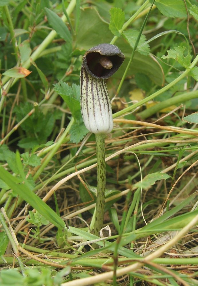 Image of Arisarum simorrhinum specimen.