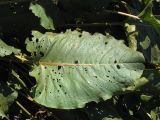 Rumex confertus. Лист, повреждённый фитофагами. Украина, Запорожский р-н, Дурная балка, разнотравная степь. 19.08.2011.